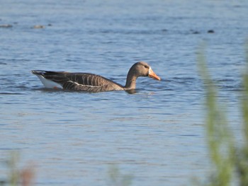 Greater White-fronted Goose 酒匂川河口 Mon, 5/3/2021