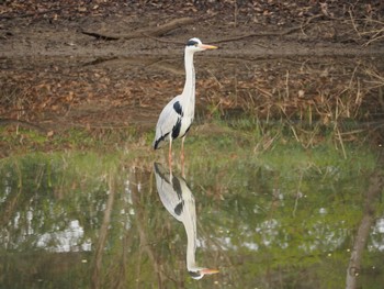 アオサギ 秋ヶ瀬公園 2017年3月28日(火)