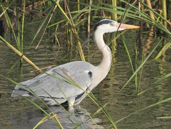 Grey Heron 金井遊水地(金井遊水池) Sun, 5/2/2021