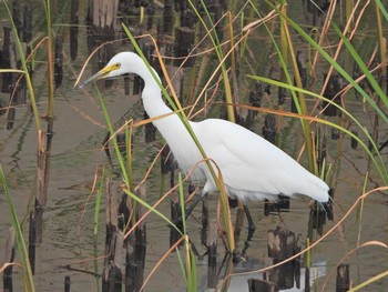 Medium Egret 金井遊水地(金井遊水池) Sun, 5/2/2021