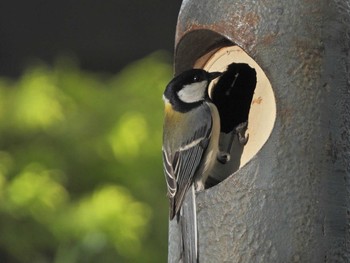 Japanese Tit 金井遊水地(金井遊水池) Sun, 5/2/2021