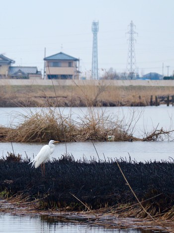 Great Egret Fukushimagata Tue, 3/28/2017