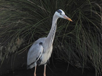 Grey Heron 柏尾川（金井遊水地下流〜大船駅間） Sun, 5/2/2021