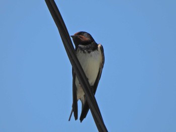 Barn Swallow 関渡川 Mon, 5/3/2021