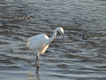 Great Egret(modesta)  酒匂川河口 Mon, 5/3/2021