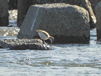 Common Sandpiper 酒匂川河口 Mon, 5/3/2021