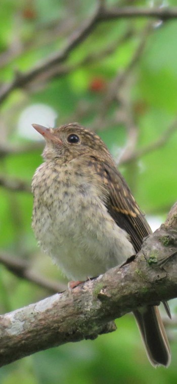 Tue, 7/13/2021 Birding report at Hakodateyama