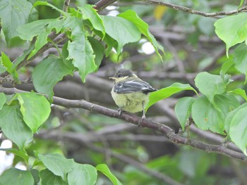 Japanese Tit 下永谷市民の森 Sun, 6/13/2021