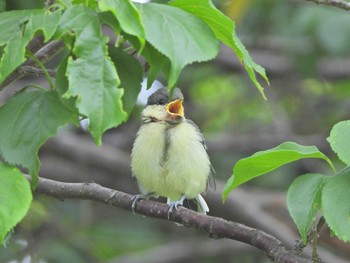 Japanese Tit 下永谷市民の森 Sun, 6/13/2021