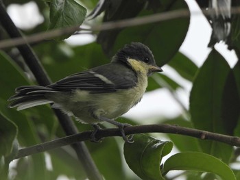 Japanese Tit 下永谷市民の森 Sun, 6/13/2021