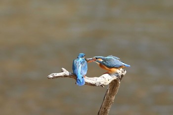 カワセミ 場所が不明 2017年3月29日(水)