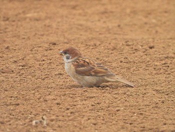 Eurasian Tree Sparrow 横浜市戸塚区舞岡（舞岡熊之堂） Sun, 6/13/2021