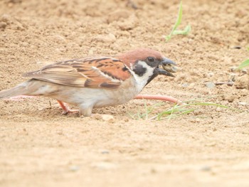 Eurasian Tree Sparrow 横浜市戸塚区舞岡（舞岡熊之堂） Sun, 6/13/2021