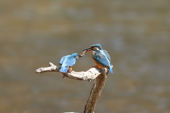 カワセミ 場所が不明 2017年3月29日(水)