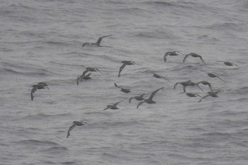 Sooty Shearwater 大洗-苫小牧航路 Sat, 5/22/2021