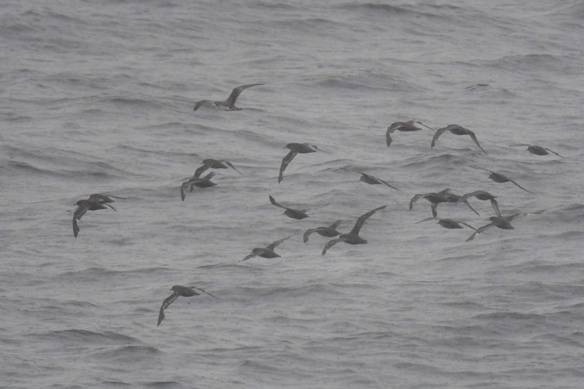 Photo of Sooty Shearwater at 大洗-苫小牧航路 by あひる