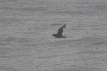 Flesh-footed Shearwater 大洗-苫小牧航路 Sat, 5/22/2021