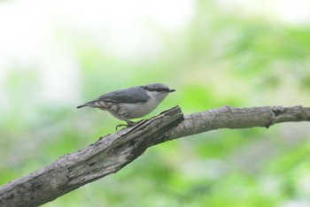 ゴジュウカラ 伊香保森林公園 2021年6月6日(日)