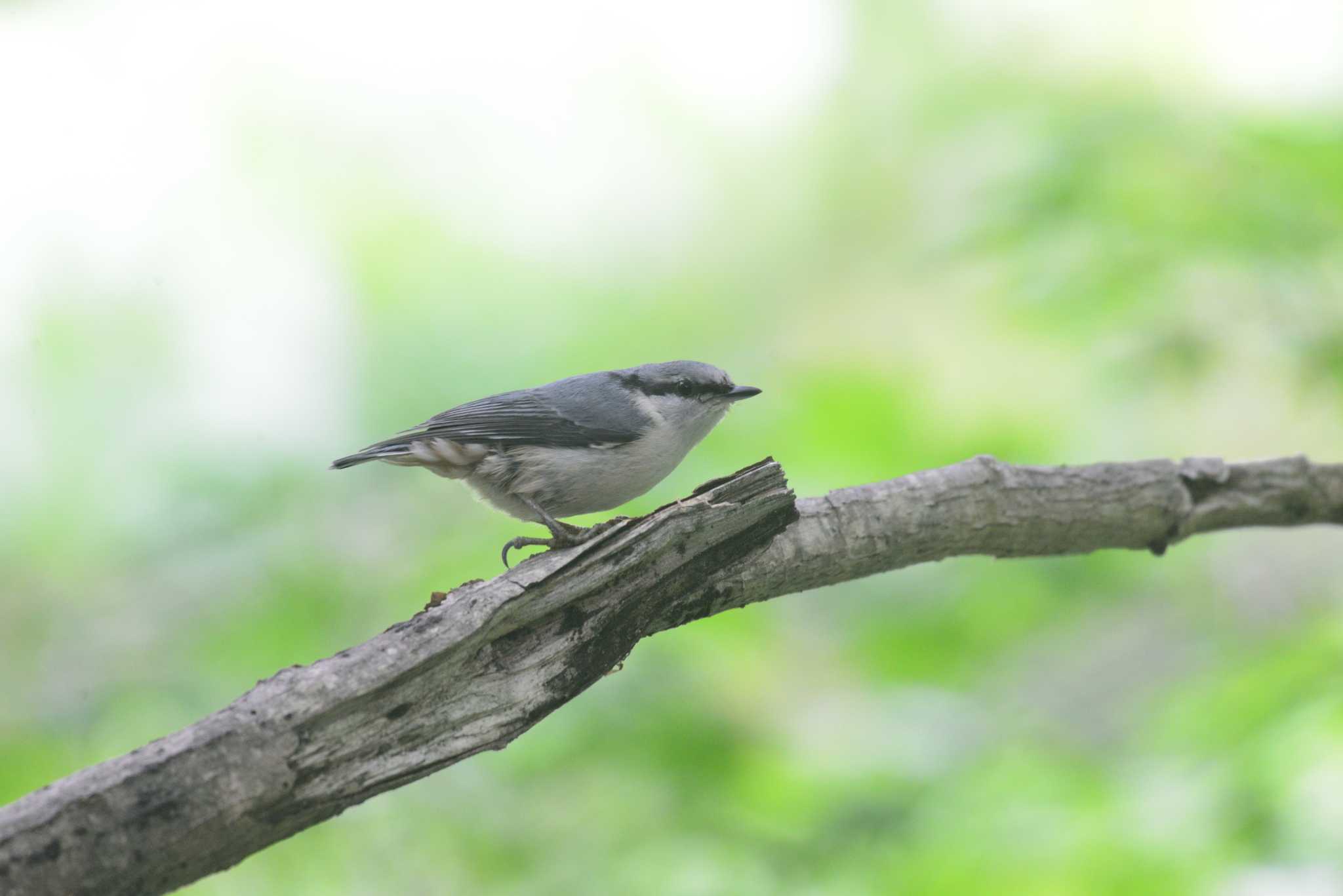 伊香保森林公園 ゴジュウカラの写真 by 80%以上は覚えてないかも