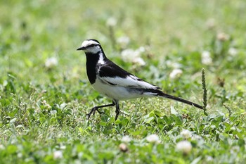 セキレイ 明石公園 2021年6月20日(日)