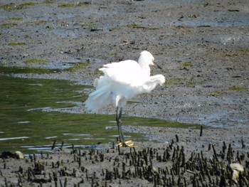 コサギ 東京港野鳥公園 2021年7月10日(土)