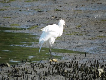 コサギ 東京港野鳥公園 2021年7月10日(土)