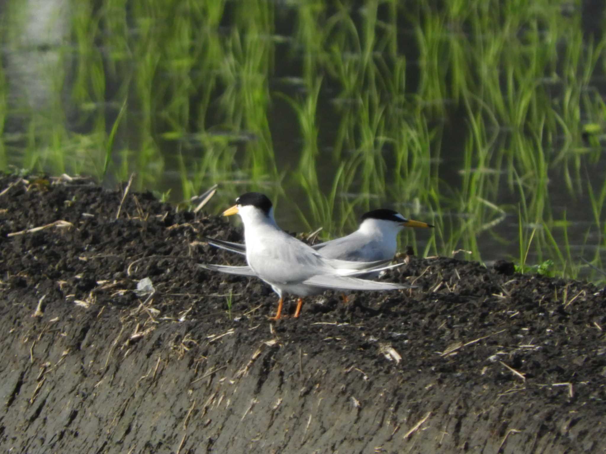 埼玉県 コアジサシの写真 by どばと