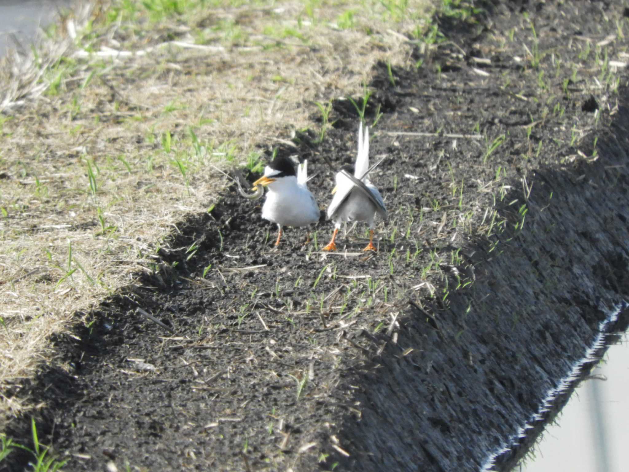 埼玉県 コアジサシの写真 by どばと