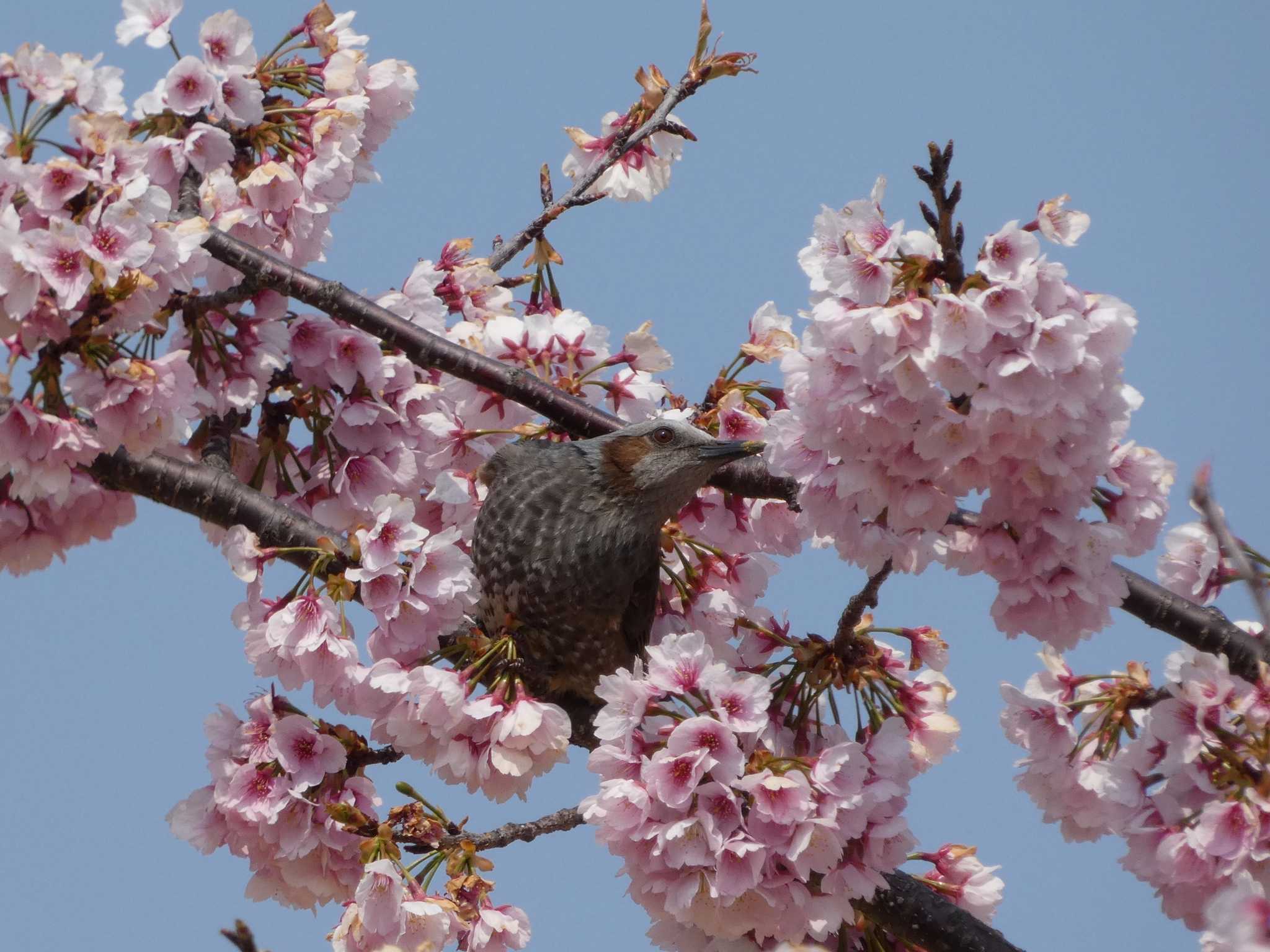 桜の中で by ぴよこ