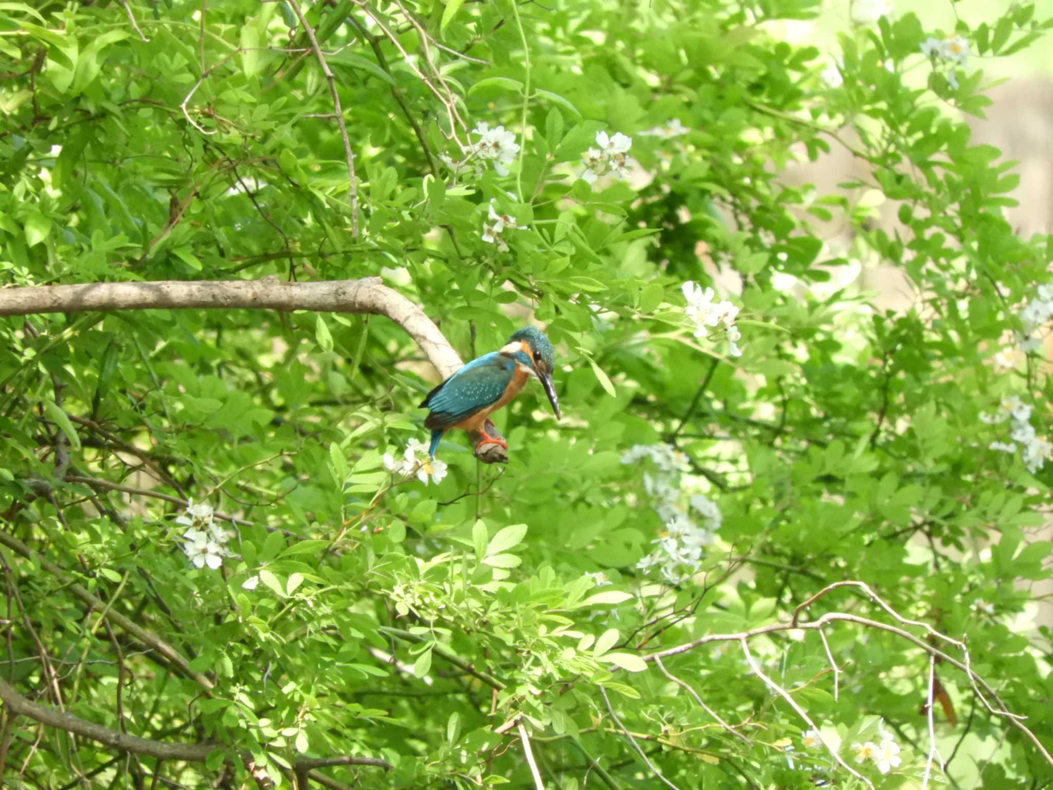 埼玉県 カワセミの写真 by どばと