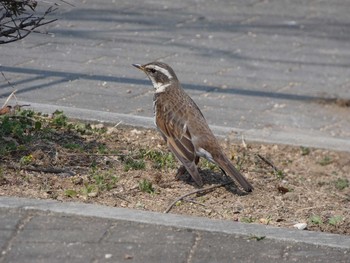 Dusky Thrush 長居公園 Wed, 3/29/2017