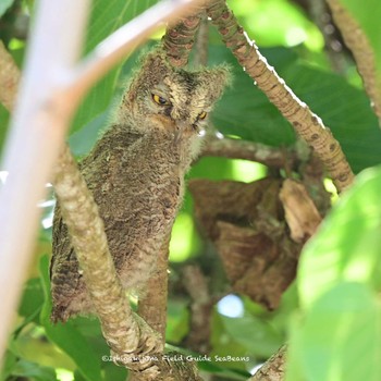 Ryukyu Scops Owl Ishigaki Island Sat, 7/10/2021