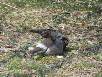 White-cheeked Starling Nagai Botanical Garden Wed, 3/29/2017