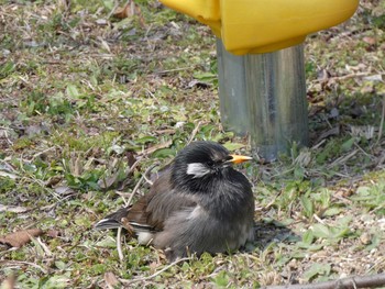 White-cheeked Starling Nagai Botanical Garden Wed, 3/29/2017