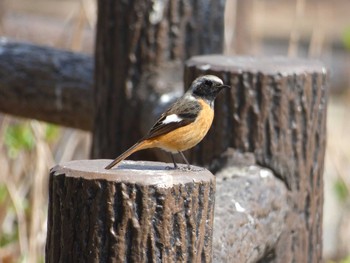 Daurian Redstart Nagai Botanical Garden Wed, 3/29/2017