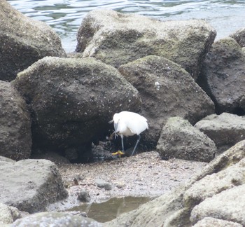 コサギ 東京港野鳥公園 2021年7月11日(日)