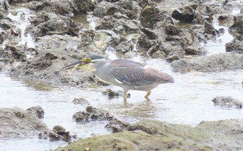 ササゴイ 東京港野鳥公園 2021年7月11日(日)