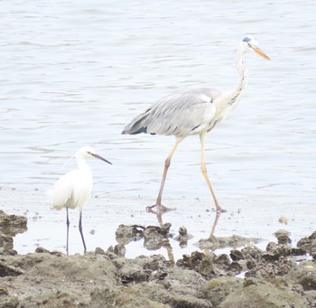 未同定 東京港野鳥公園 2021年7月11日(日)