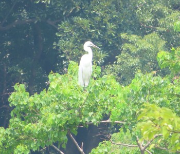 チュウサギ 東京港野鳥公園 2021年7月11日(日)