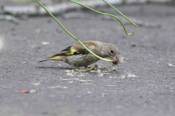 カワラヒワ 明石公園 2021年6月20日(日)