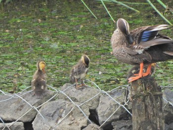 Eastern Spot-billed Duck 境川遊水地公園（今田遊水地） Sun, 6/13/2021