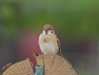 Eurasian Tree Sparrow 境川遊水地公園（境川遊水地） Sun, 6/13/2021
