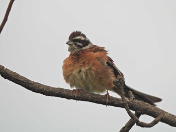 2021年6月13日(日) 境川遊水地公園（俣野遊水地）の野鳥観察記録