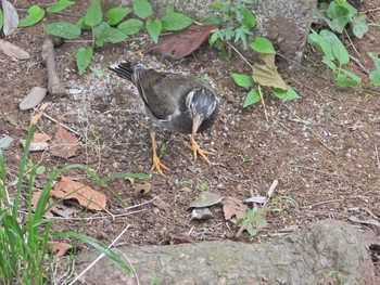 White-cheeked Starling 下永谷市民の森 Sat, 6/26/2021