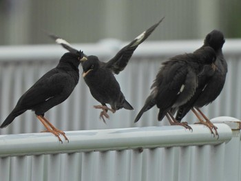 2021年6月26日(土) 永谷川遊水地（遊水地から赤関橋）の野鳥観察記録