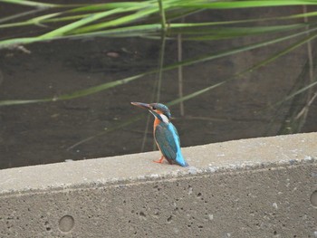 Common Kingfisher 永谷川遊水地（遊水地から赤関橋） Sat, 6/26/2021