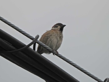 Eurasian Tree Sparrow 横浜市戸塚区舞岡（舞岡小学校付近〜舞岡熊之堂） Sat, 6/26/2021