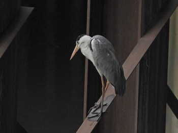 Grey Heron 柏尾川（JR戸塚駅周辺） Sat, 6/26/2021