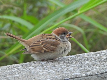 Eurasian Tree Sparrow 柏尾川（JR戸塚駅周辺） Sat, 7/3/2021