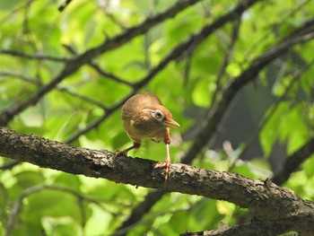 2021年7月7日(水) 下永谷市民の森の野鳥観察記録